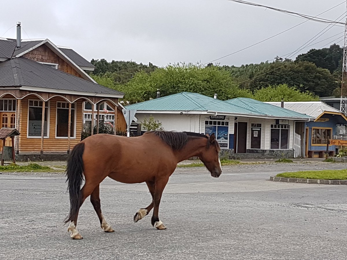 Suramericapunta's tweet photo. Feb 6: De Chaiten a Coyhaique. Zoom al mapa, ojo a La Junta. Luego de arreglar llanta y desayuno en Food-bus. Parsimonia equina. https://t.co/56qxwpiySV