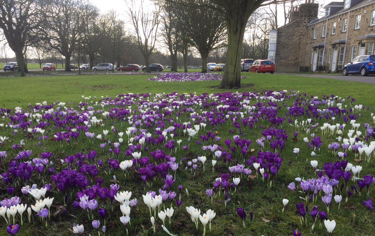 The crocus flowers are gorgeous on High #Harrogate stray this year - beautiful