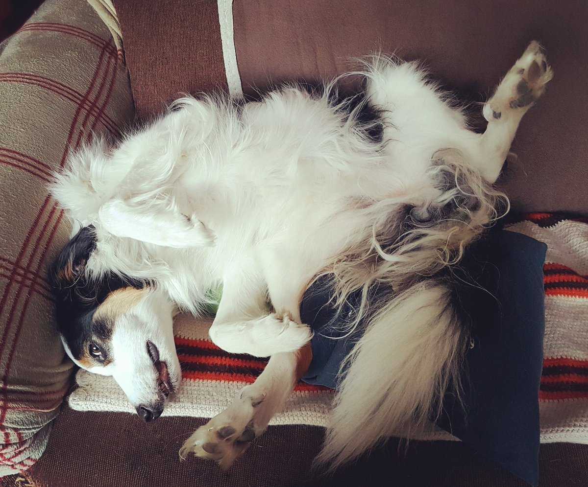 borderKyle's tweet image. Tummy rub please