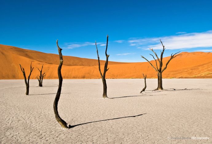 NaturelsWeird's tweet photo. These trees in Dead Vlei, Namibia, died 700 years ago but are preserved by the sun. This place has the largest sand dunes in the world! https://t.co/XbaSbhx2S1