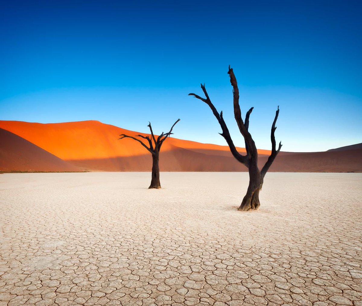 NaturelsWeird's tweet photo. These trees in Dead Vlei, Namibia, died 700 years ago but are preserved by the sun. This place has the largest sand dunes in the world! https://t.co/XbaSbhx2S1