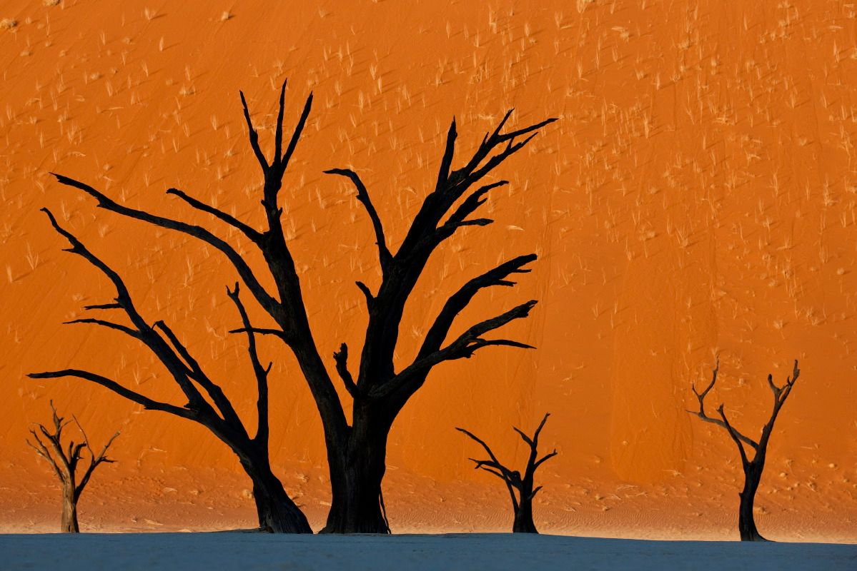 NaturelsWeird's tweet photo. These trees in Dead Vlei, Namibia, died 700 years ago but are preserved by the sun. This place has the largest sand dunes in the world! https://t.co/XbaSbhx2S1