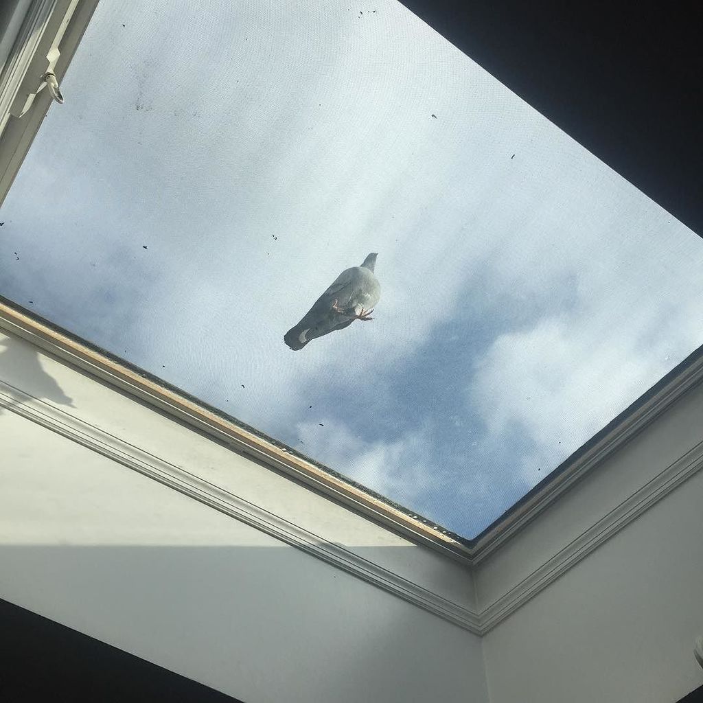 HowieDudat's tweet photo. Skylight🐦#brooklynzoo https://t.co/d7USxQXvmE https://t.co/m4PFp6UFRK