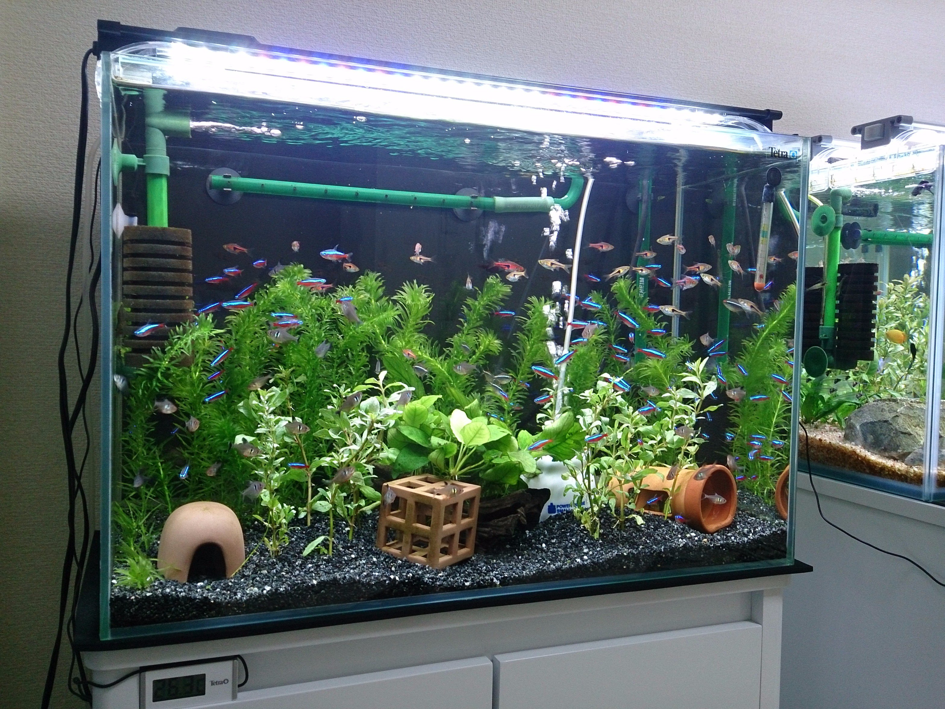 Mamoru Sur Twitter 60cm水槽に アナカリスとハイグロフィラを植えて 黒バックスクリーンを貼りました W やっぱり背景に水草があった方が カージナルやラスボラの色が映える 照明は今まではled1本でしたが 光量アップの為に2灯式の蛍光灯を追加で Led