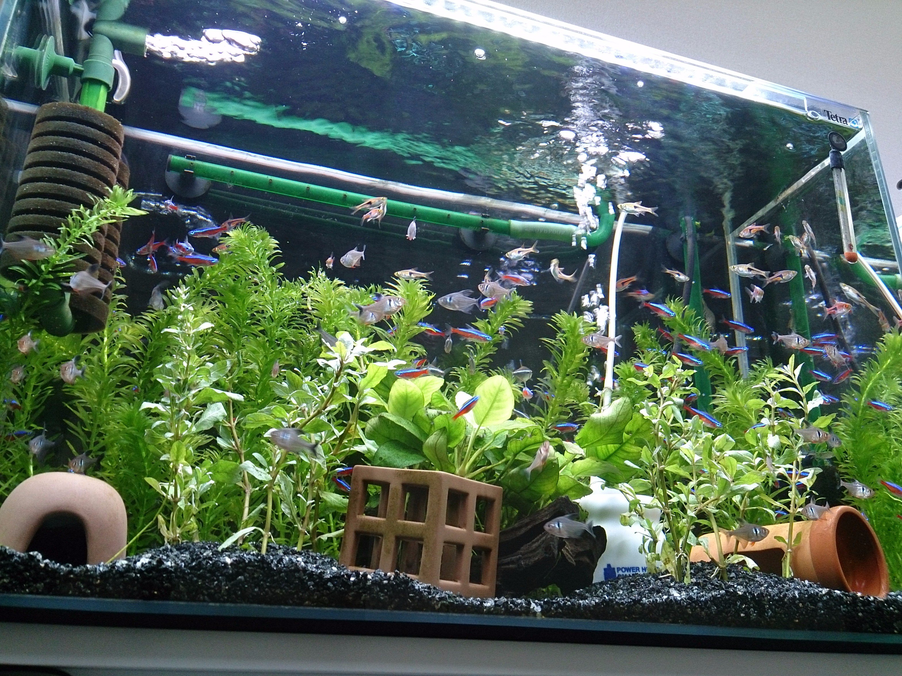 Mamoru 60cm水槽に アナカリスとハイグロフィラを植えて 黒バックスクリーンを貼りました W やっぱり背景に水草があった方が カージナルやラスボラの色が映える 照明は今まではled1本でしたが 光量アップの為に2灯式の蛍光灯を追加で Led 蛍光