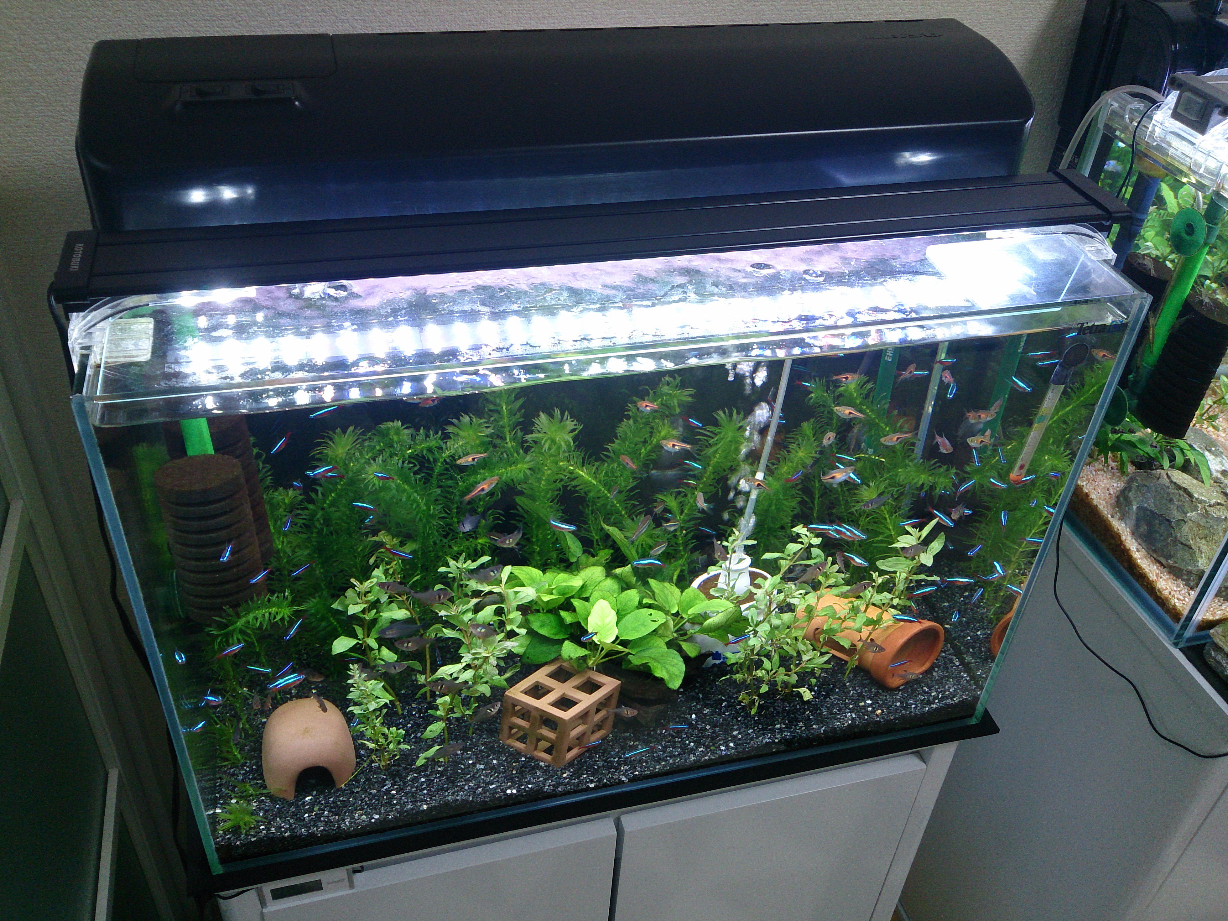 Mamoru 60cm水槽に アナカリスとハイグロフィラを植えて 黒バックスクリーンを貼りました W やっぱり背景に水草があった方が カージナルやラスボラの色が映える 照明は今まではled1本でしたが 光量アップの為に2灯式の蛍光灯を追加で Led 蛍光