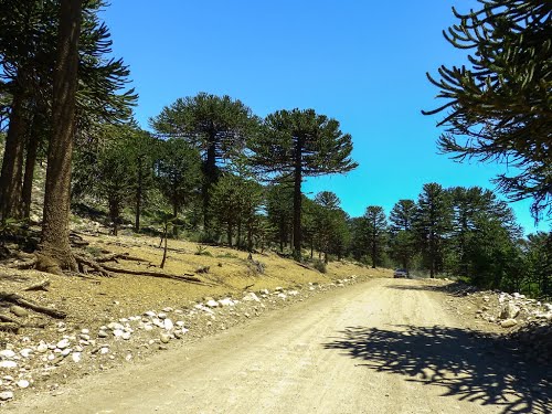 lfsur's tweet photo. #BuenSabado  Camino al Lago Ruca Choroy que significa en mapuche " Casa de loros" Bello y mágico 💚 #Alumine @neuquentur https://t.co/6i7omy9sqw
