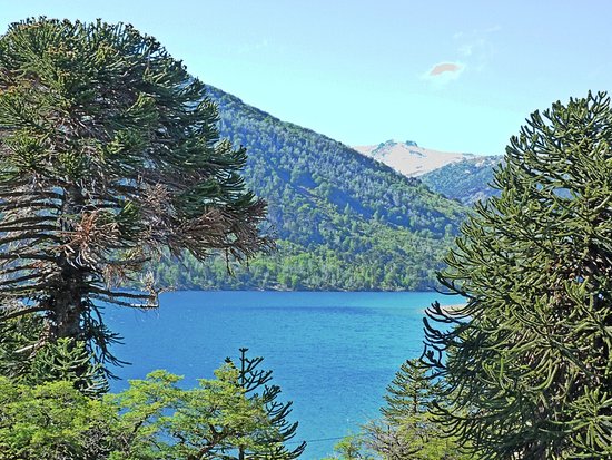 lfsur's tweet photo. #BuenSabado  Camino al Lago Ruca Choroy que significa en mapuche " Casa de loros" Bello y mágico 💚 #Alumine @neuquentur https://t.co/6i7omy9sqw