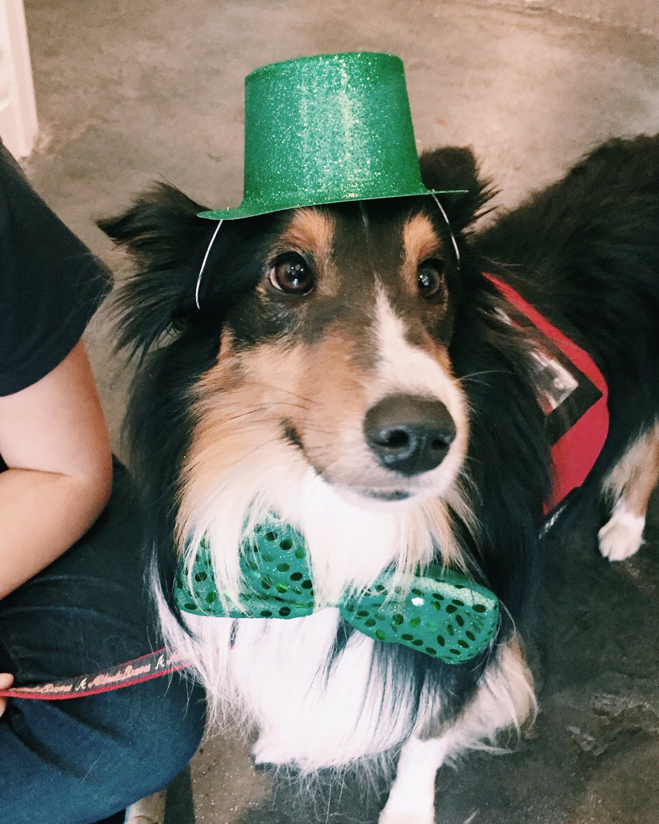 kait_miller's tweet image. 🍀 leprechaun cooper...cannot say he was loving his new look 👀 #helpmom #losangeles #stpattysday