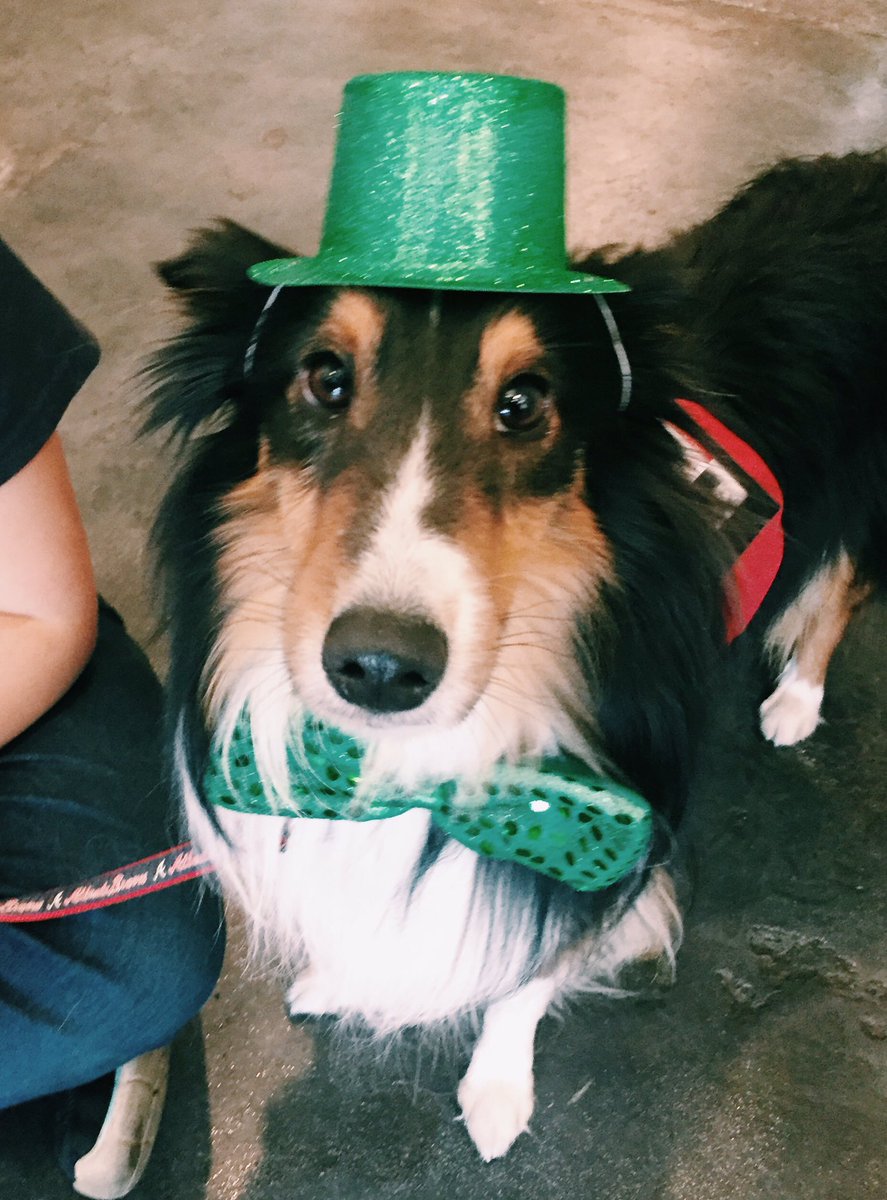 kait_miller's tweet image. 🍀 leprechaun cooper...cannot say he was loving his new look 👀 #helpmom #losangeles #stpattysday