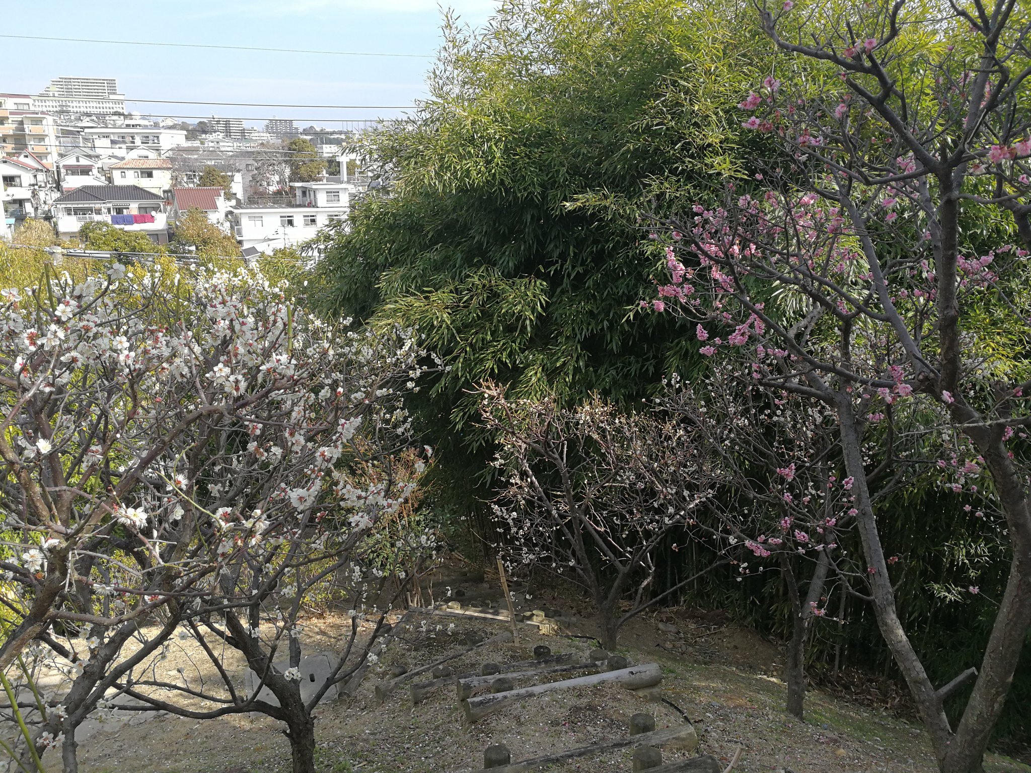 三木谷浩史 Hiroshi Mickey Mikitani 神戸の実家の近所 梅が綺麗でした Beautiful Plum Blossom In Kobe T Co Xajda30tui Twitter