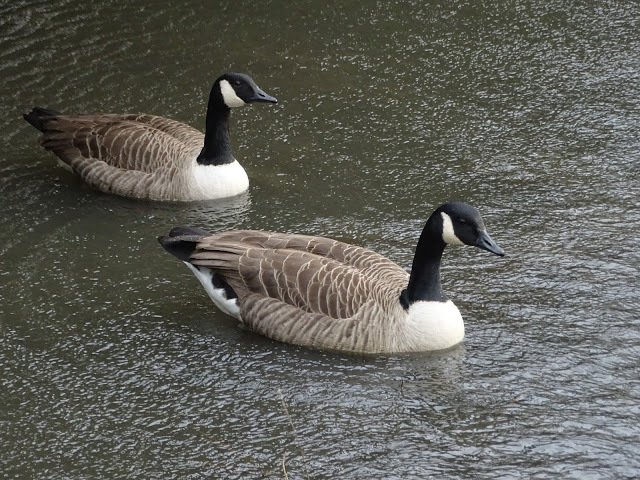 duckoftheday's tweet photo. 4 Mar 2017 - weekend waterfowl https://t.co/aclDZco0Ek