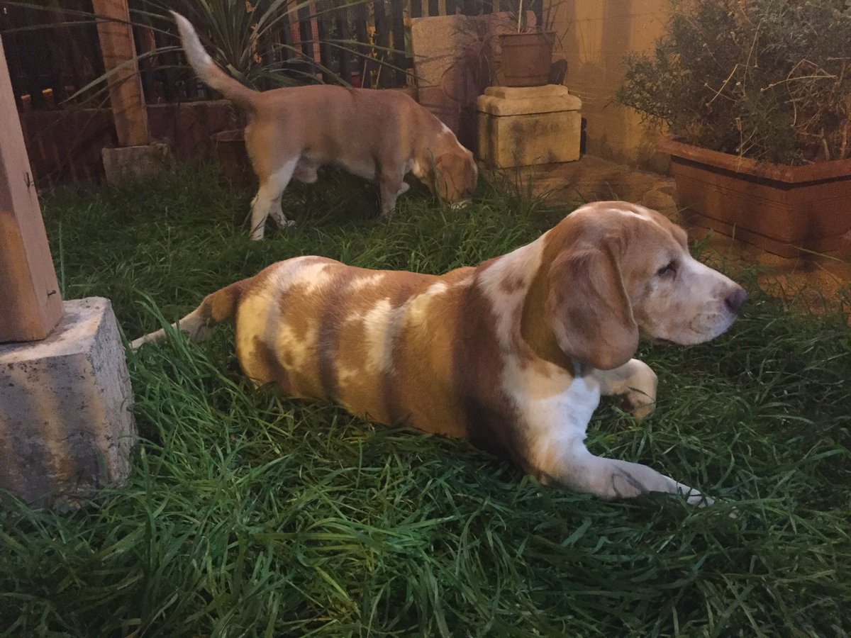 GudiBeagle's tweet photo. Descansando connmi hermanito. Resting with my brother @Tommy__Beagle 💙🐶🐾 https://t.co/Syzs4mQX9h