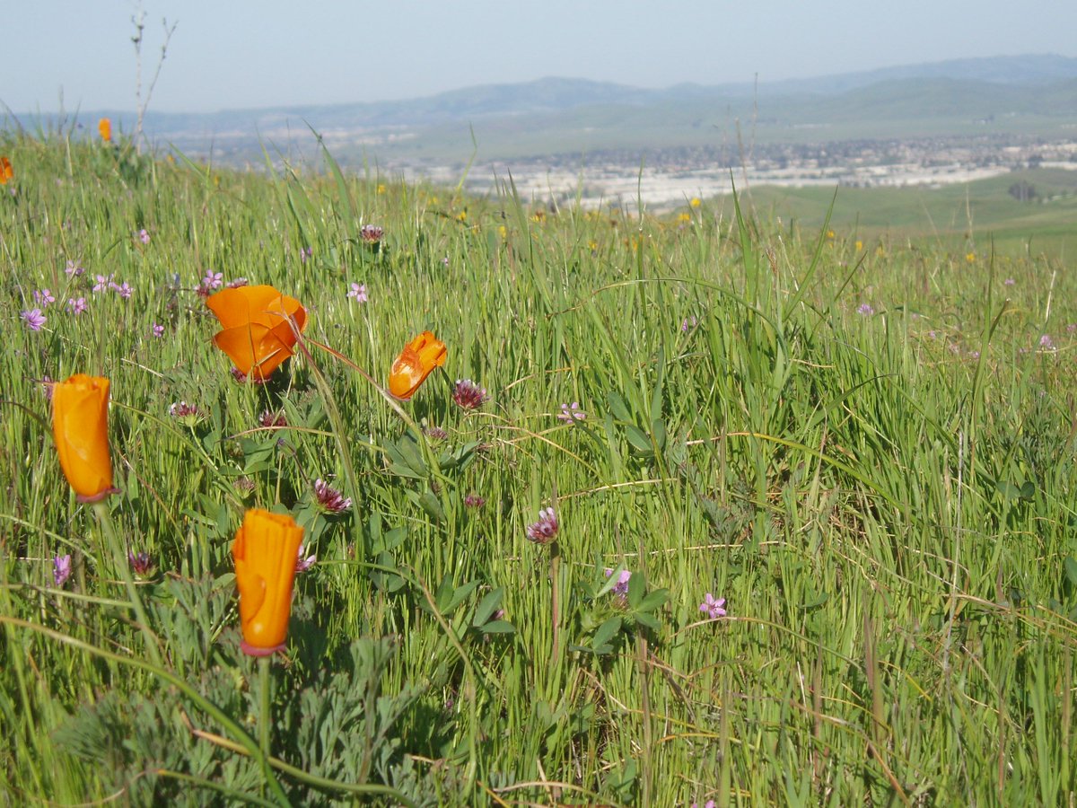RangelandTrust's tweet photo. Did you know? California Rangeland Trust has #conserved nearly 300,000 acres of #workingranches in #California with more to come! https://t.co/O8iiGaYTwb