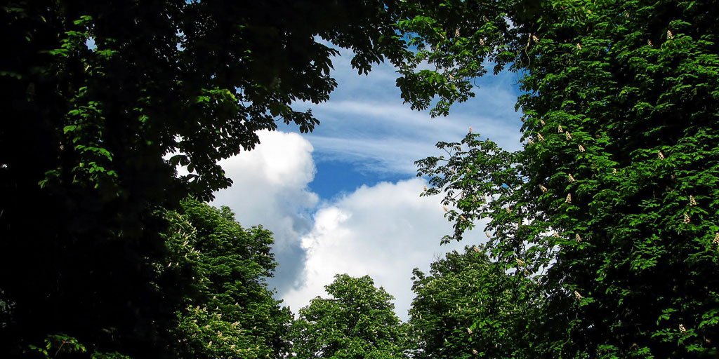 American Forests tweet media