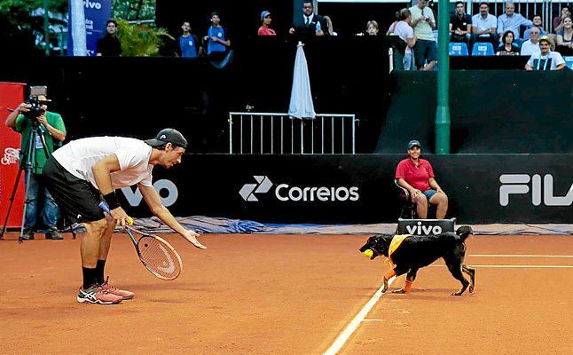Perros abandonados se convierten en recogepelotas del Abierto de #Tenis Brasil (Contiene vídeo) ow.ly/dUZL309As1z