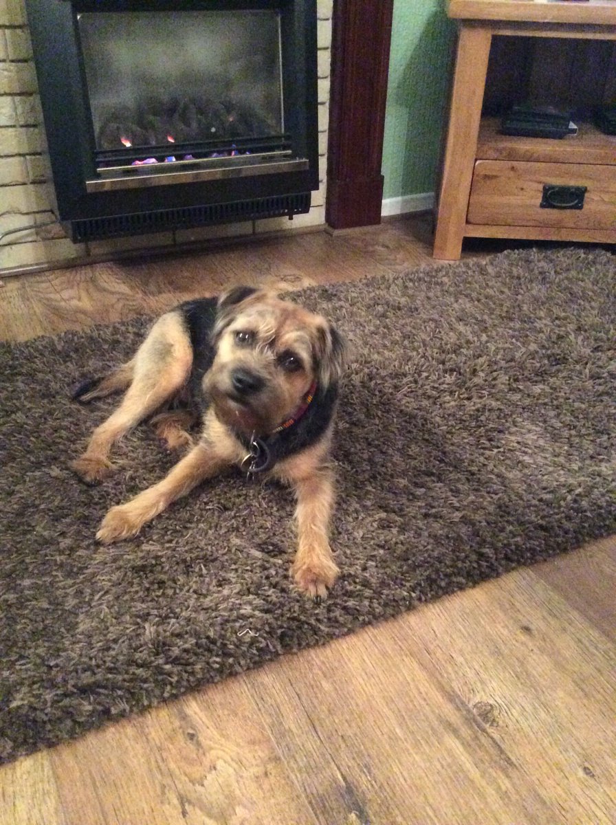 ma351_robbins's tweet photo. Looking forward to tomoz having zoomie fun with some BT's at Port Meadow ,my mum has been a bit busy today baking ,so just a  few road walk https://t.co/rqteVC6SBr