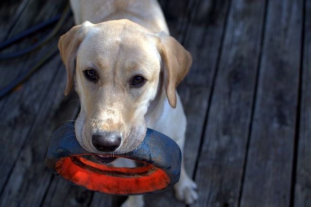 whywewag1's tweet photo. Saturday read from our blog, about the labradors' "soft mouth" ability. #labradoodle #labrador #dog #dogs https://t.co/nUczelkA36 https://t.co/2M9O1Bgtzo