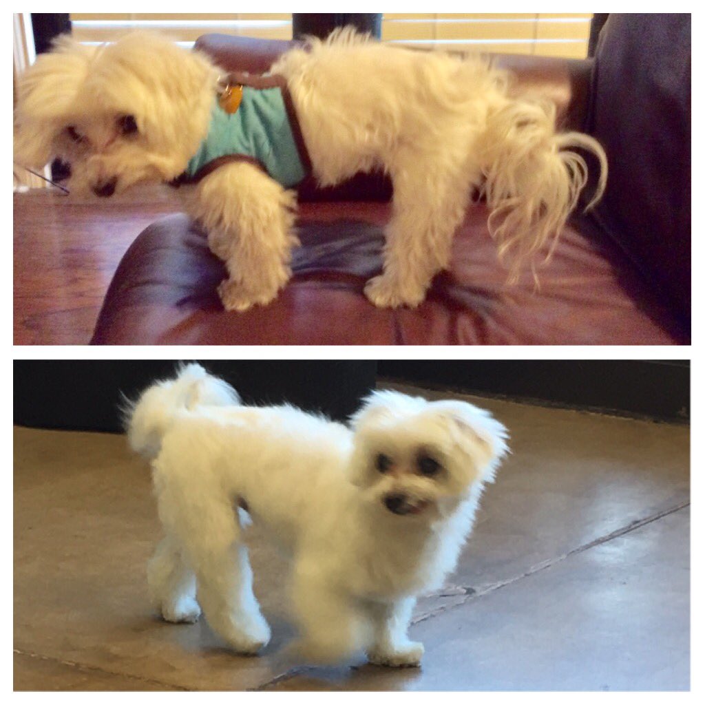 TheRealDogBlog's tweet image. Wow - a spa day at Park Cities Pet Salon in Dallas did wonders for my buddy Huck! #Dallas #petgrooming #cute #love