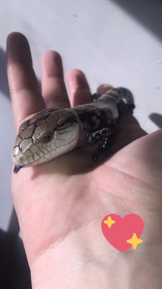 marisademattia's tweet photo. My newest addition! My Blue tongue skink, Major.❤ #thelizardlife https://t.co/hsNgx0DA3k