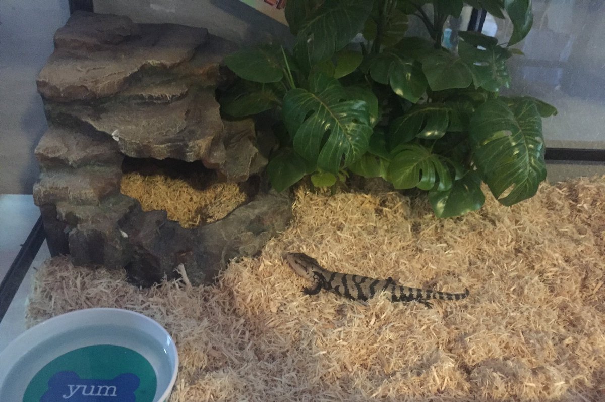 marisademattia's tweet photo. My newest addition! My Blue tongue skink, Major.❤ #thelizardlife https://t.co/hsNgx0DA3k