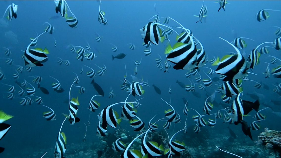 truenomads's tweet photo. Episode 16: Gili Meno diving! click to watch! https://t.co/yUWqK1OjEV https://t.co/RJ416mPw7C