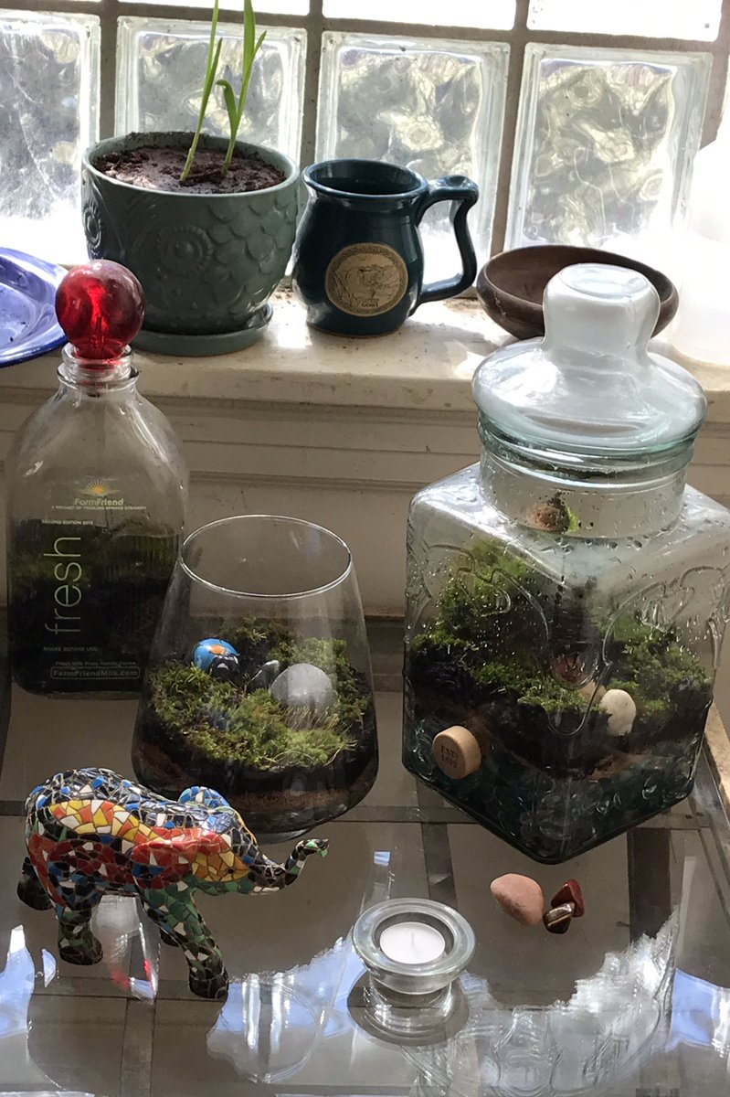 MoossaRVA's tweet photo. Making terrariums with found things #crafturday #glasshouses #mossmagic https://t.co/p180mwwJc5