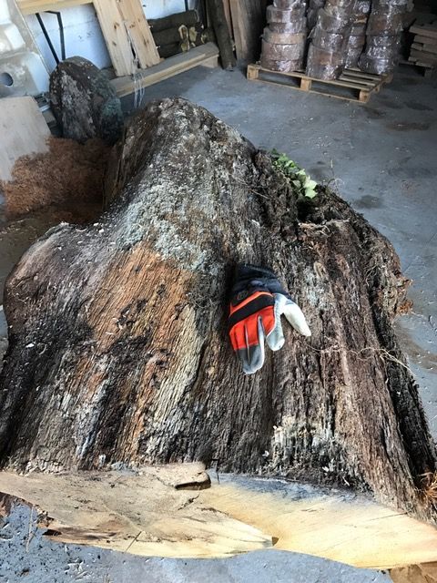 ROCwoodturner's tweet photo. Preparing Irish Horse Chestnut #timber from trunk to be used for making #bowls #lamps #platters #gifts #presentationpieces @visitwexford https://t.co/5UOFgBfmzC