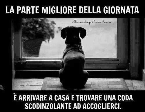 I miei #cani sono la mia parte migliore #Amoilmiocane