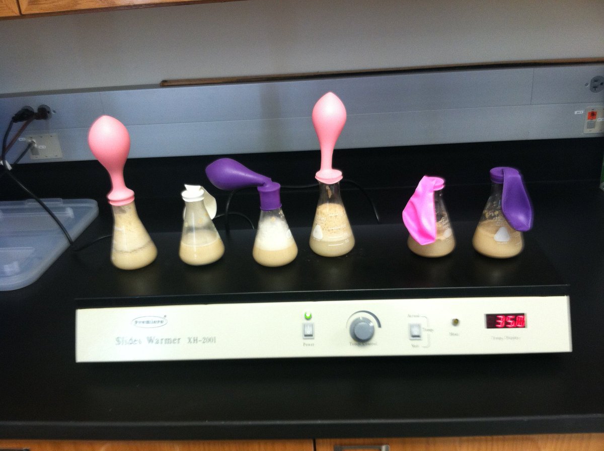 EmilyLaub3's tweet photo. @UNKBiol106CW it isn't hard to tell what carbon sources yeast prefers
#WillicottLabWeek8 https://t.co/FMSiBa2F7h