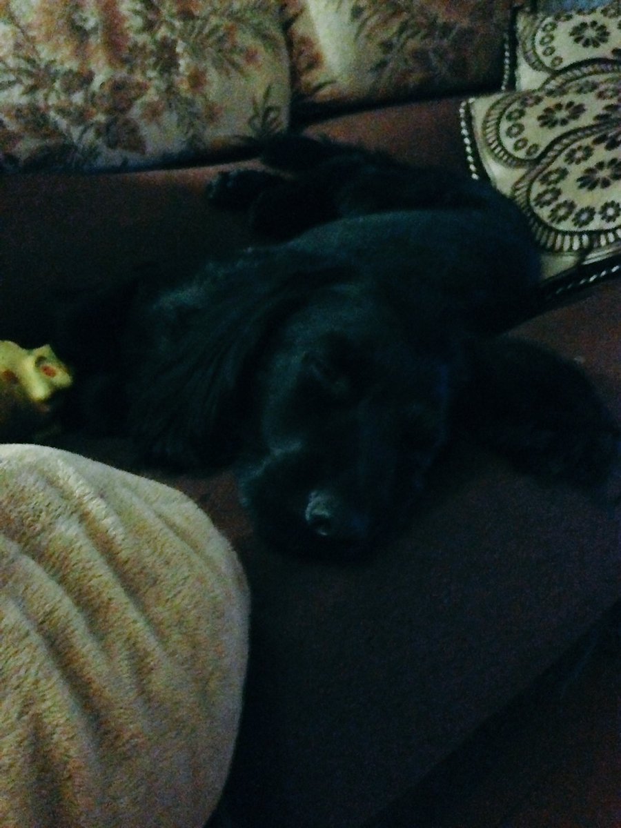 #morgan hai sonno? #amoilmiocane