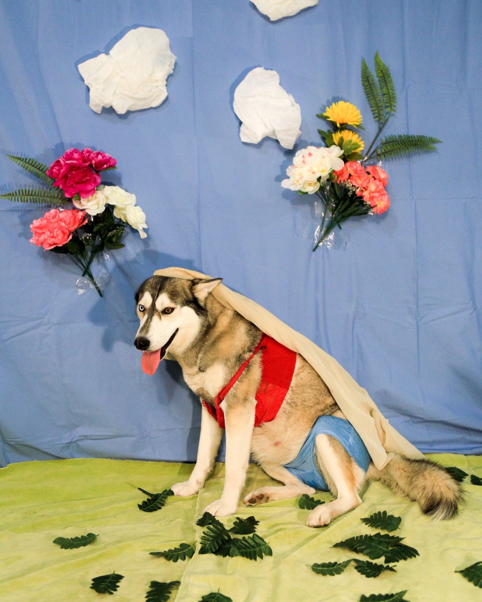 autumnrae_'s tweet photo. Update: here are photos from my dogs maternity shoot. Beyoncé edition 🍋💃🏼 https://t.co/mleveUi1cz