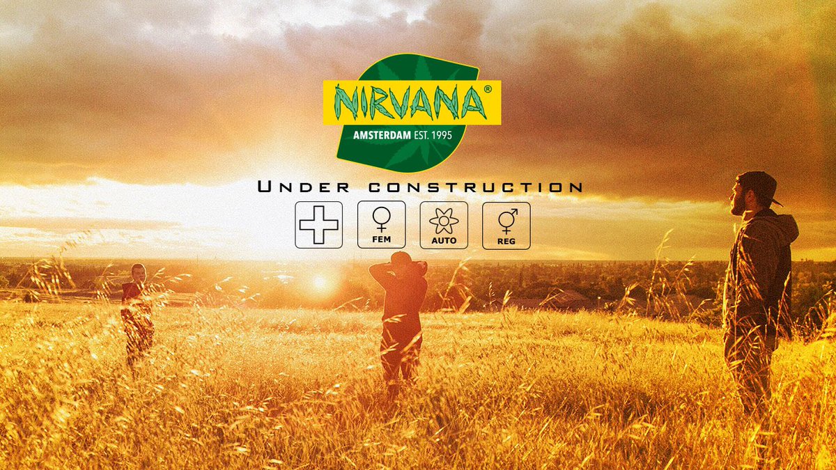 NIRVANAseedsEU's tweet photo. https://t.co/g8BnVLk29E #NIRVANAseedsEU #GetHighLocal #GHL #THC #GHLseeds https://t.co/czWqNkJxRr
