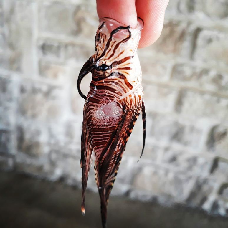 #catchoftheday #lionfish #caymanislands #caribbean #scuba #diving #eatthemtobeathem #jesushowmanymealscanyoumakeoutofthis?