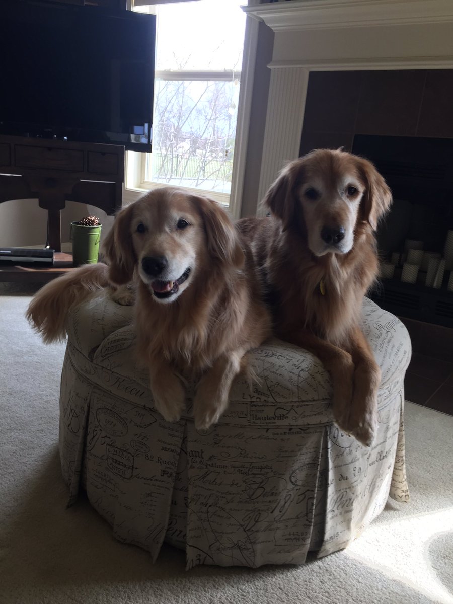 MSBGoldens's tweet photo. All clean! #bathday #goldenretriever #therapydogs https://t.co/TetziQ8kTR