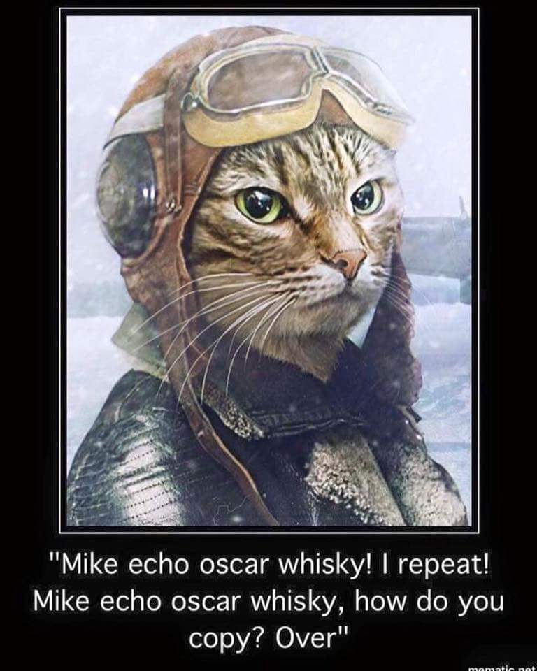 #Caturday Lol