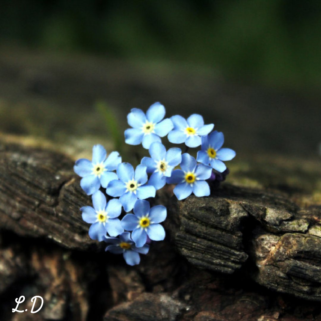 Derdimiz çok, gücümüz yok
 Bir sabrımız, birde Rabbimiz var.
 Çok şükür...