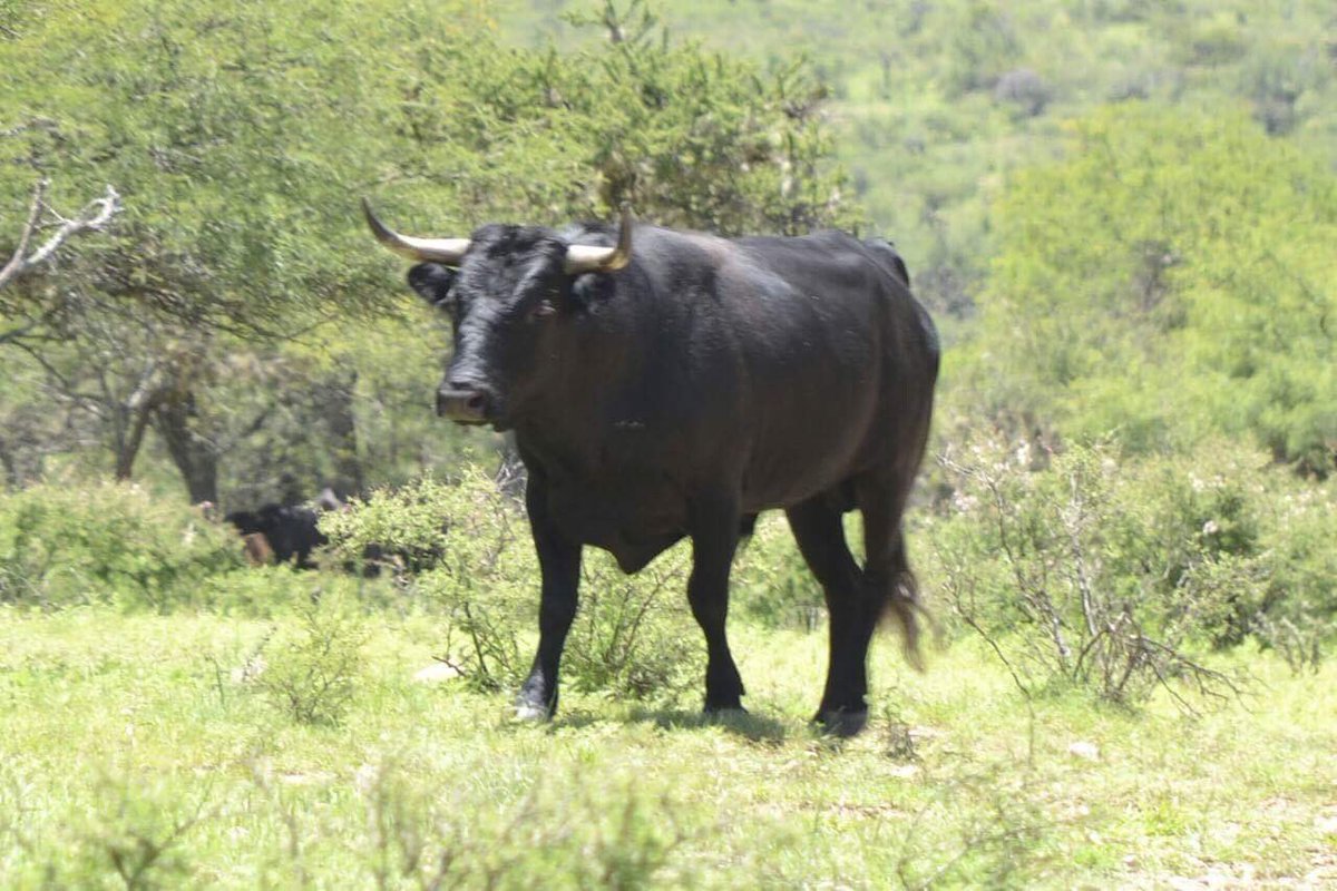 Unos de los novillos para la novillada de Tayahua, Zacatecas de este 19 de marzo.