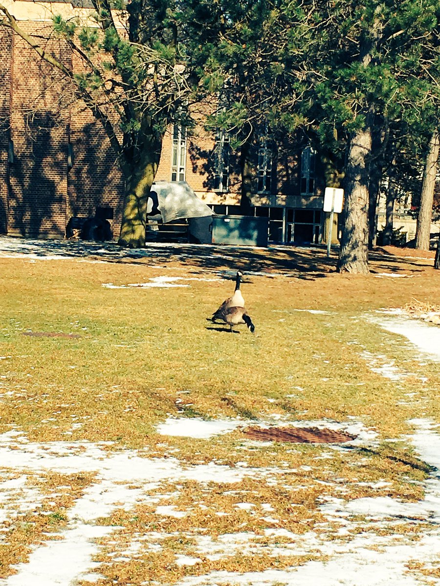 On campus at <a href="/UWaterloo/">University of Waterloo</a> in the middle of winter and of course the geese are still out! Looking forward to networking with <a href="/UW_DECA/">Waterloo DECA</a> students!