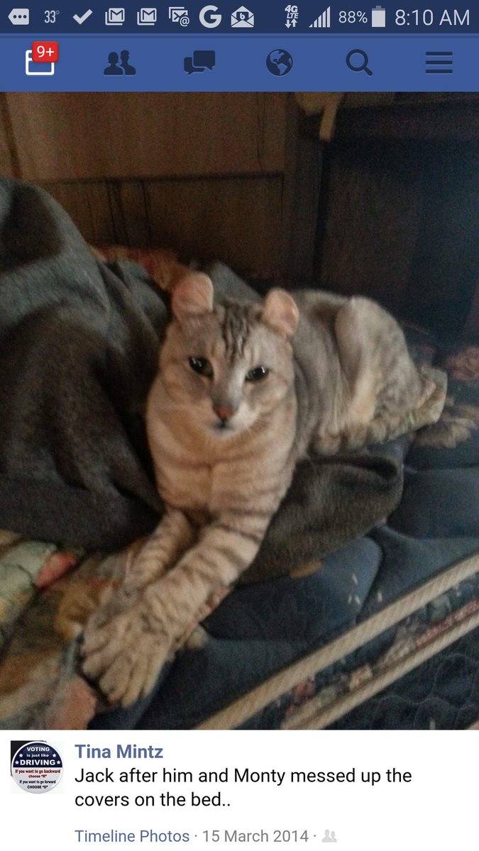 tmmintz's tweet photo. #Caturday Jack the Highlands Lynx relaxing. https://t.co/AeTSXplpGP