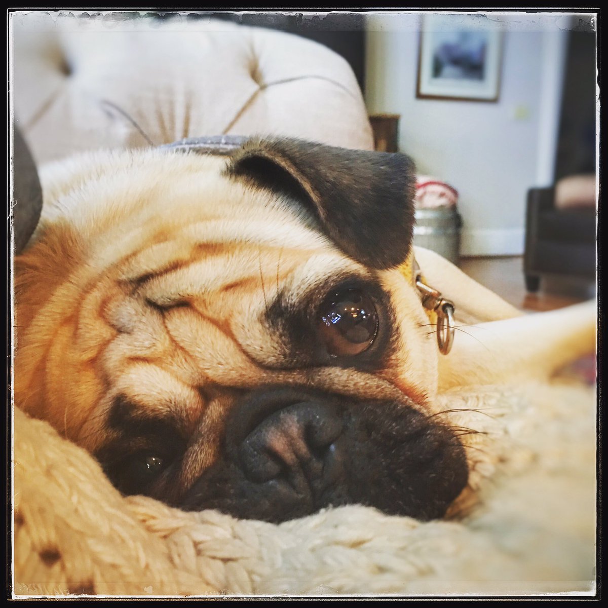 Bherenowwithjen's tweet photo. #lazypug #weekendpug #mooseandmuggsy #puglife https://t.co/T1xfBg0vZ6