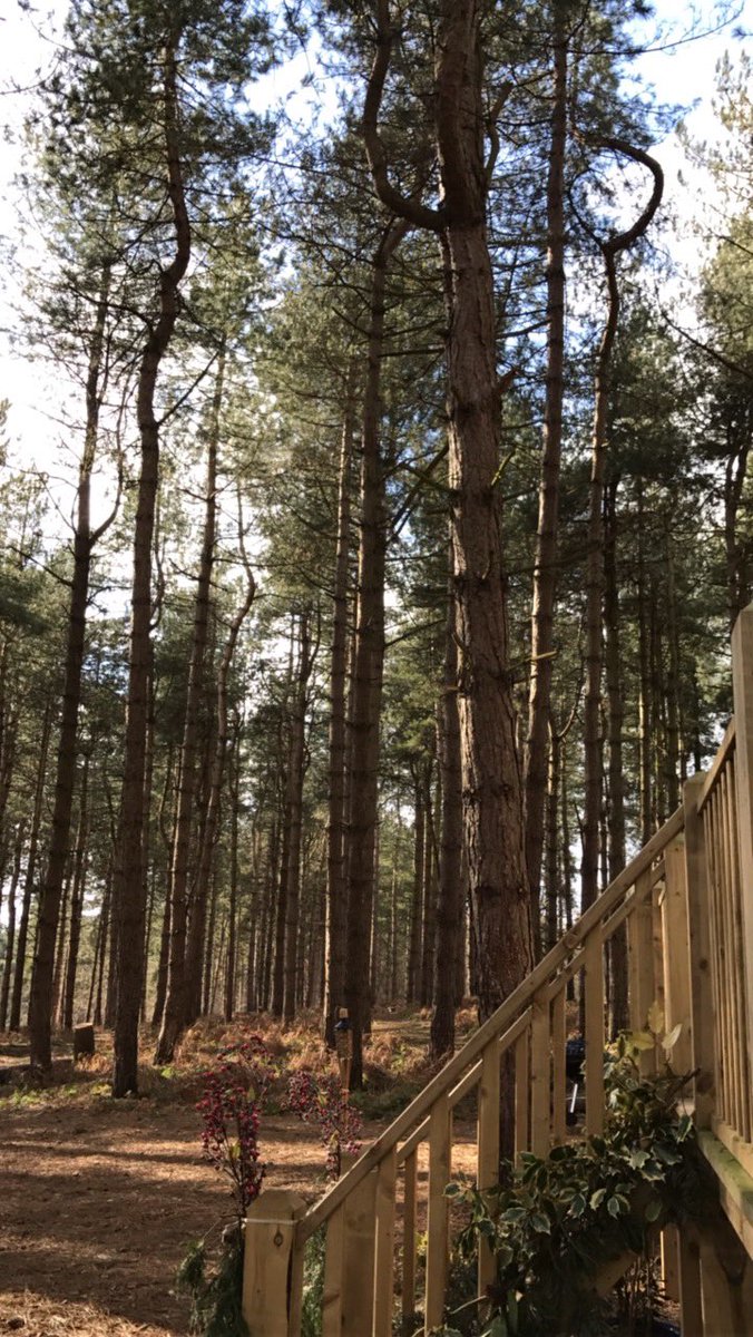 wildernessweds's tweet photo. #glamping in #norfolk in February is still pretty special. #minibreak #shepherdshut #forestbathing #visitnorfolk #boutiquecamping #escape https://t.co/MNFR8eQKmx