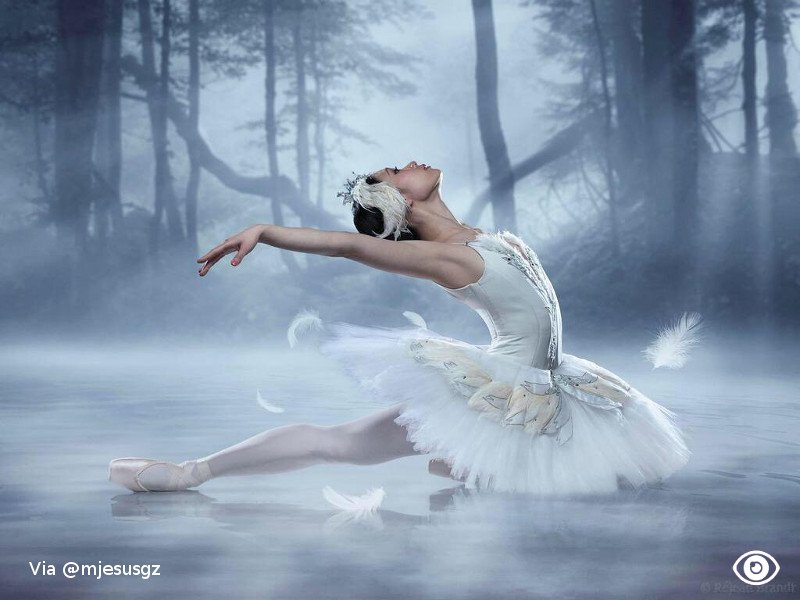Galopticon's tweet photo. Swan Lake (via @mjesusgz) #ballet #portraiture https://t.co/PISQP60EV8