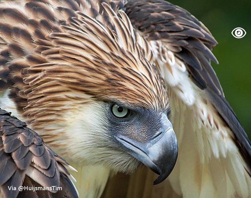 Galopticon's tweet photo. Eagle-eyed, close-up (via @HuijsmansTim) #wildlifephotography #bird #eagle https://t.co/zznCpzxrBu