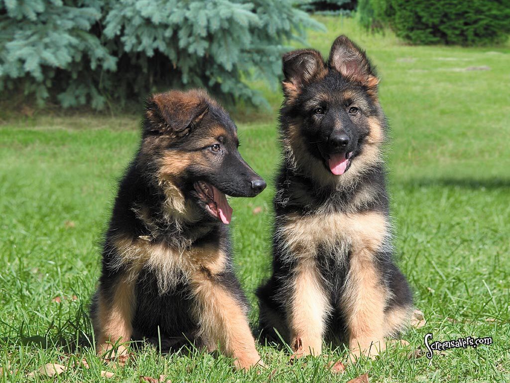 German Shepherds tweet media