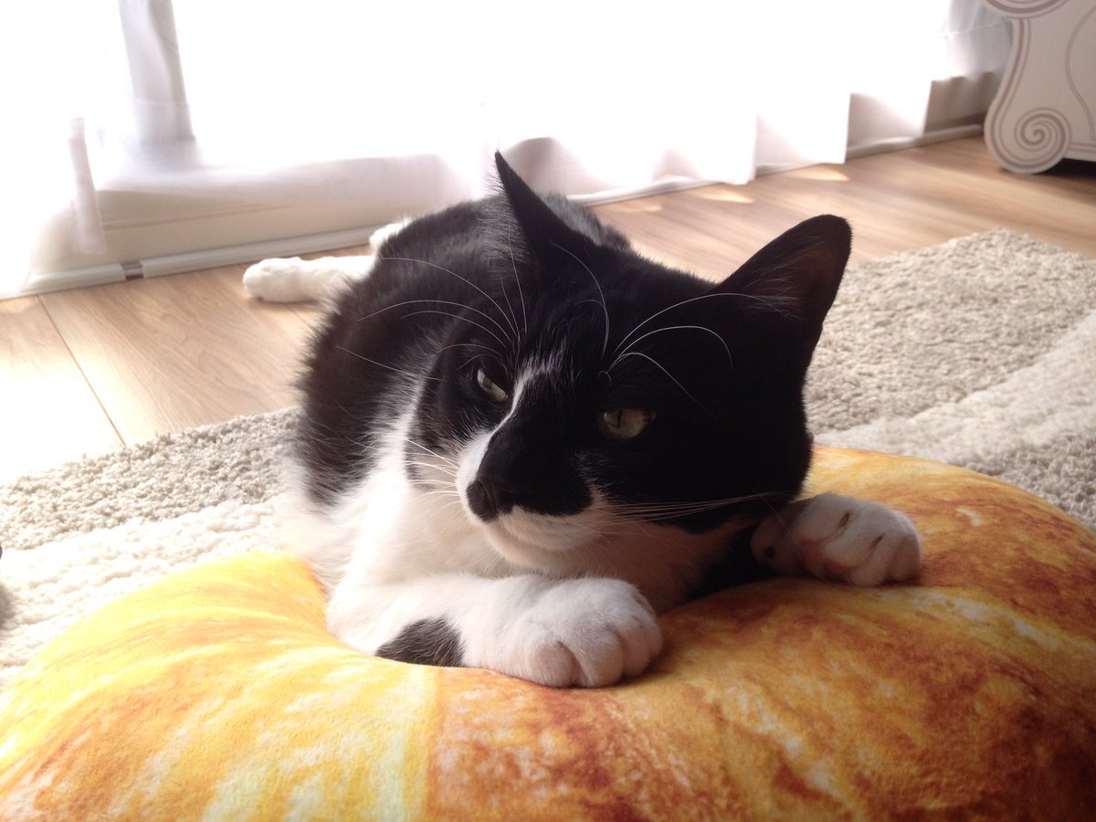 ニート化 スルー 奪い合い ニトリのパンクッションと猫さんとの関係性をご覧ください Togetter ニート化 スルー 奪い合い ニトリのパンクッションと猫さんとの関係性をご覧ください Togetter