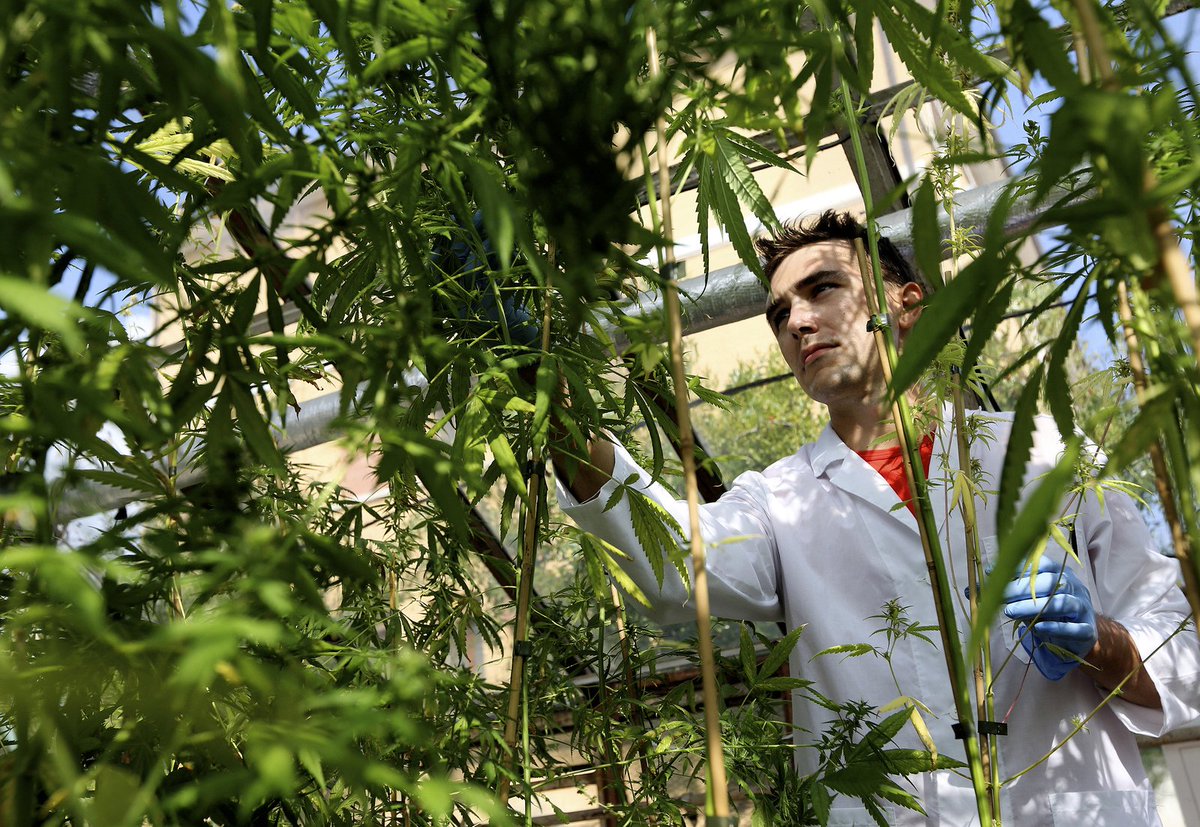 CoastCannaFarms's tweet photo. What the White House doesn’t know about marijuana policy | Brookings Institution https://t.co/GiVV1xywcn https://t.co/bBHFoErmEK