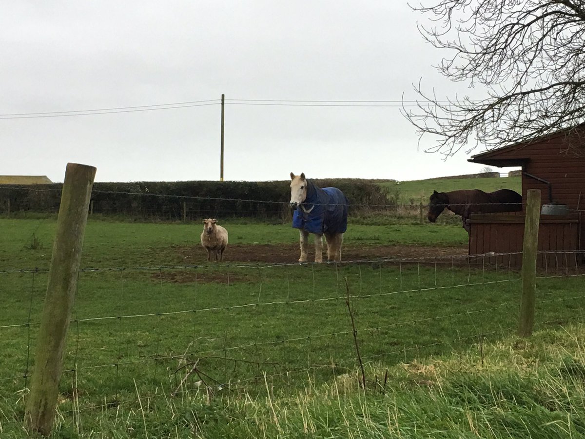 DavidBartsch41's tweet photo. Friendship knows no boundaries #Dorset #farmbuddies #wallaceandgromit https://t.co/IqILRtmAEQ