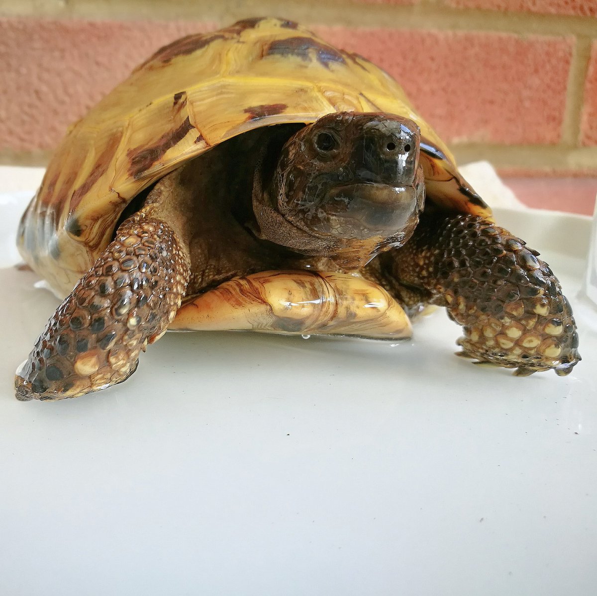 tortoiseblog's tweet photo. I'm out of brumation. Hello everyone. From fridge to bath time, nice. 😁🐢🐢 https://t.co/h2BH2VkEpu