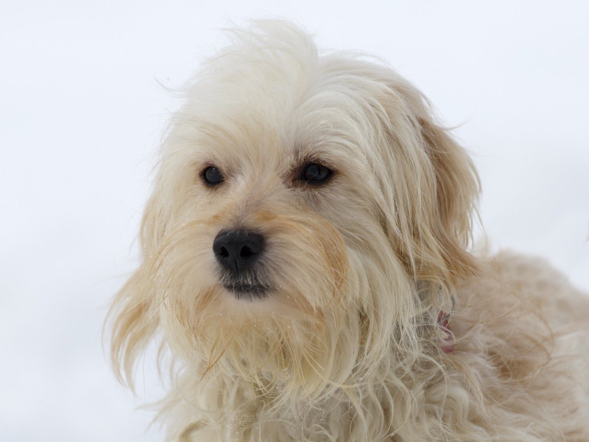 Animatch_'s tweet image. Meet Dixon tomorrow at Pet Valu Hawkesbury 11:30-2:30, 2yr Lhasa-x #adoptme #hawkesbury